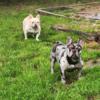 French Bulldog stud services. 2 available males