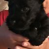 registered CKC Scottish Terrier puppies