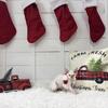 Christmas Devon Rex kitten