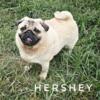 SALE - Hershey - Champion Sired - Silver Fawn - Young Adult Pug Ready Now!