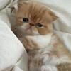 Garfield the Exotic short hair kitten