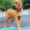 Bloodhound/English Mastiff