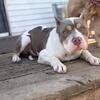 Abr female American bully