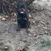 Rottweiler stud