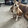 shiba inu female to a loving home