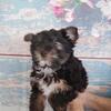 Yorkie ,Sweet little male