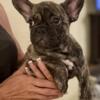 Adorable French Bulldog Puppies