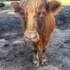 Sell/Trade/Payments ok, BRED MINI SCOTTISH HIGHLAND COW,  Delivery available