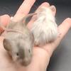 Rare fancy mice Hairless, long hair angora and more lots of beautiful unique colors