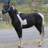 Two year old black and white paint stud colt looking for new pastures!