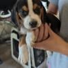 Beagle puppies!! 200 each.