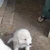 Great Pyrenees Puppies