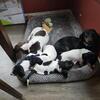 Dachshund black piebald puppy