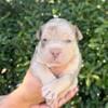 Classic American bully puppies