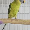 Plumhead Pair