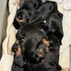 Doberman puppies for sale