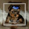 akc handsome teacup yorkie  indiana