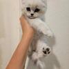 Scottish fold and straight kittens