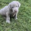 Coming for Christmas!! Silver and Charcoal Labs