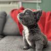 Stunning fluffy frenchie. Health and OFA tested parents. 
