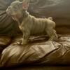 FRENCH BULLDOG  Quality New Shade Female Frenchie Looking for their   Loving forever Homes