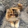 ADOPTED!!!! Pretty female Persian kitten, CFA reg. (7)