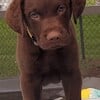 Chesapeake Bay Retrievers