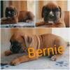 Boxers akc registered