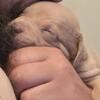 Pitbull pups 