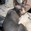 1 year old male sphynx $600