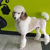 STUD SERVICE ONLY standard poodle