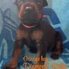 AKC European puppies