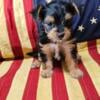 Morkie puppies 7 weeks old ready for their furever home!  Mom is a Morkie and Dad is a Tea Cup Yorkie.