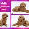 F1bb Standard Goldendoodle pups! On sale