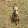 Doberman puppies for sale