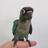 Tourqise green cheek conure