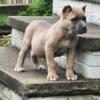 Cane Corso Formentino Female Puppy 10 Weeks Old