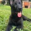 AKC solid black female German Shepherd 