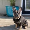 FOR STUD Blue and Tan Fluffy Carrier French Bulldog - NOT FOR SALE