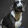 Akc Great Dane stud 