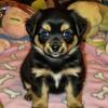 Chorkie Chihuahua / Yorkie /female