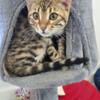 Female and male Bengal kitten Reduced