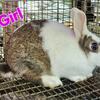 Dutch mix bunnies 
