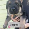 AKC German Shepherd puppies