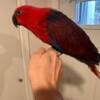 Female Eclectus