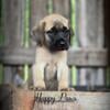 AKC English Mastiff females