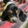 Basset pups 