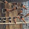 Finches for sale. CHEAP .