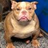 Micro male bully available