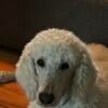 Standard poodle stud